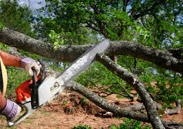 How Our Tree Care Process Works  in  Bokeelia, FL