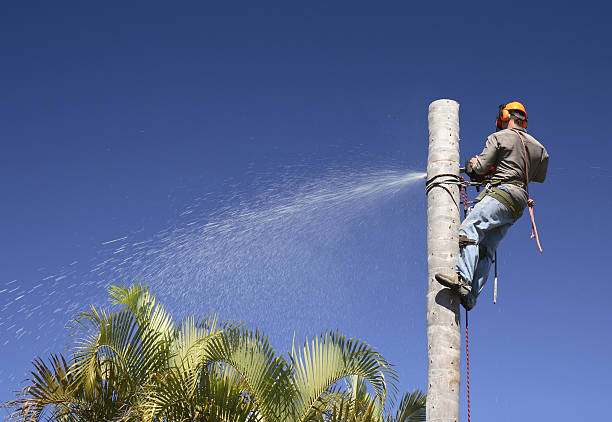 Trusted Bokeelia, FL Tree Services Experts