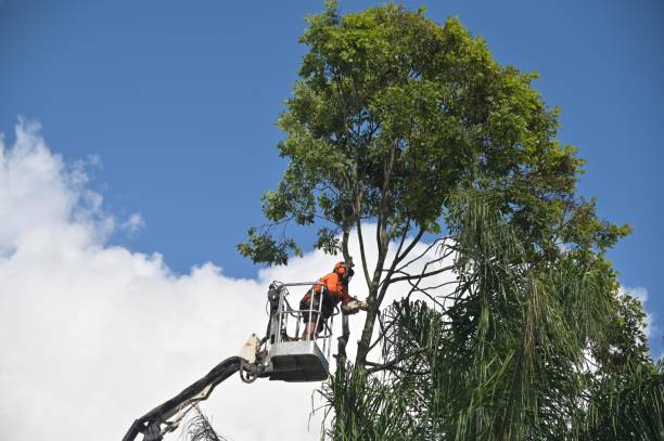 Tree and Shrub Care in Bokeelia, FL